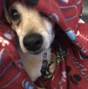 Meet your Posher, Barbara